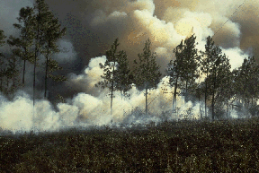 Incendie de forêt