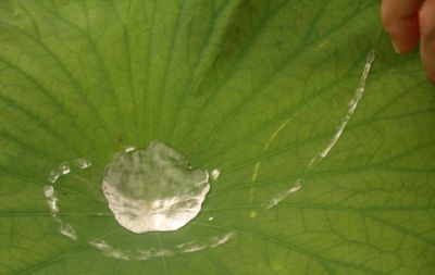Eau s'écoulant à la surface d'une feuille de lotus